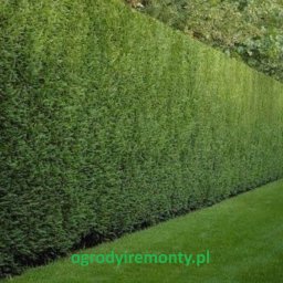 Glazurnik Siechnice 2