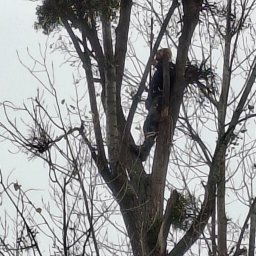 Wycinka drzew Łubniany 3