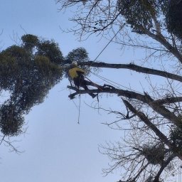 Wycinka drzew Łubniany 1