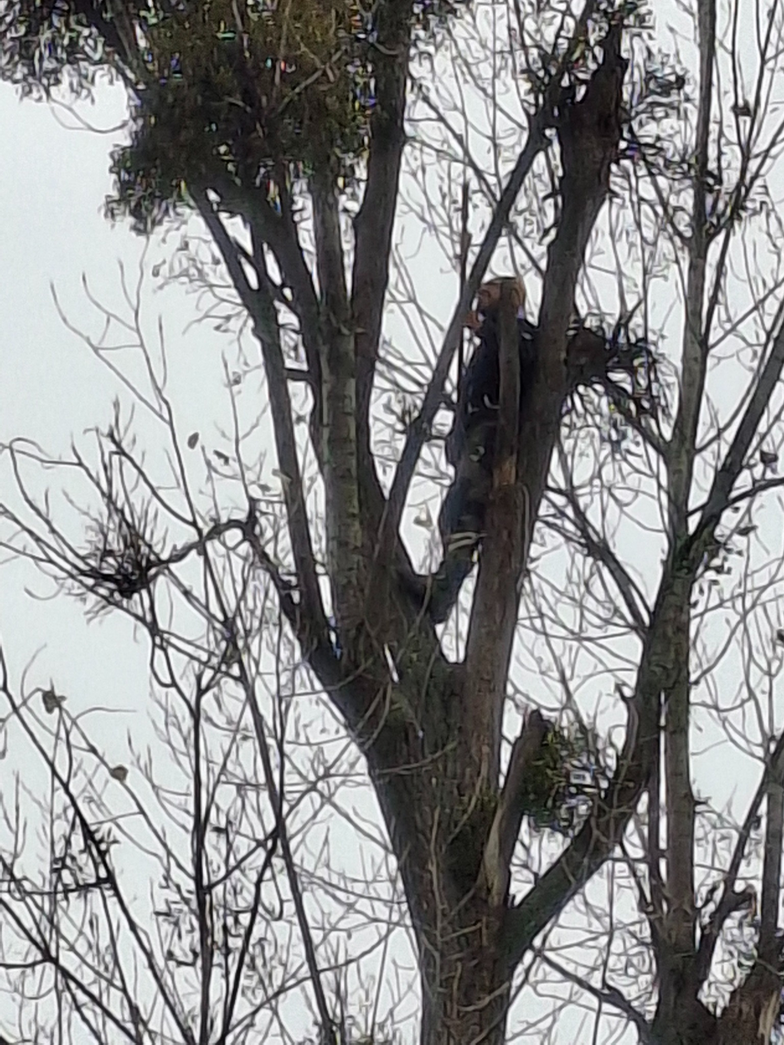 Pracownik w uprzęży na drzewie podczas wycinki gałęzi. Prace wysokościowe, widok z dołu na tle pochmurnego nieba. Bezlistne gałęzie i fragmenty zielonych pędów.