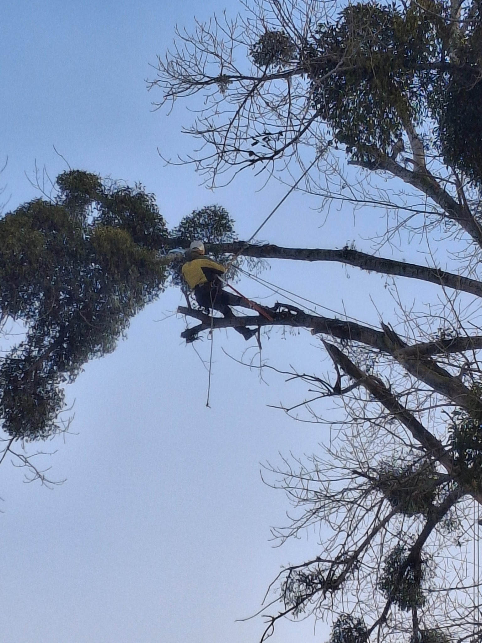 Arborysta w kasku i żółtej kurtce, zabezpieczony linami, przycina gałęzie drzewa z dużą ilością jemioły na tle jasnego nieba. Ujęcie z dołu.