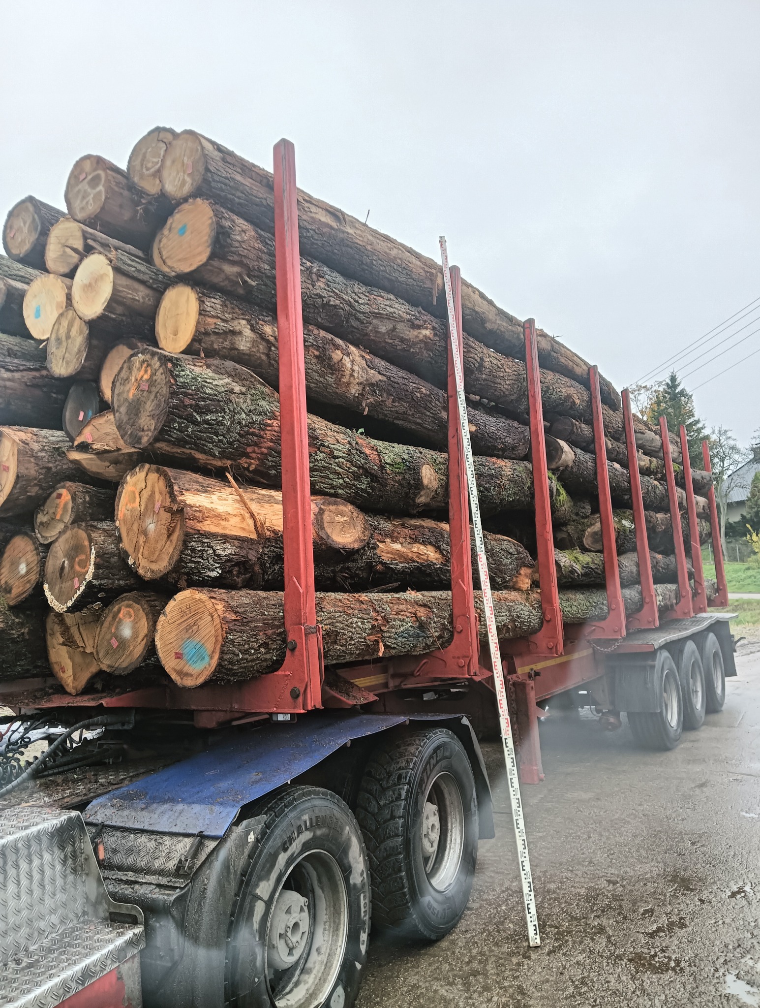 Ciężarówka z czerwonymi kłonicami wypełniona po brzegi pociętymi kłodami drewna z widocznymi oznaczeniami na przekroju, stojąca na mokrym asfalcie.
