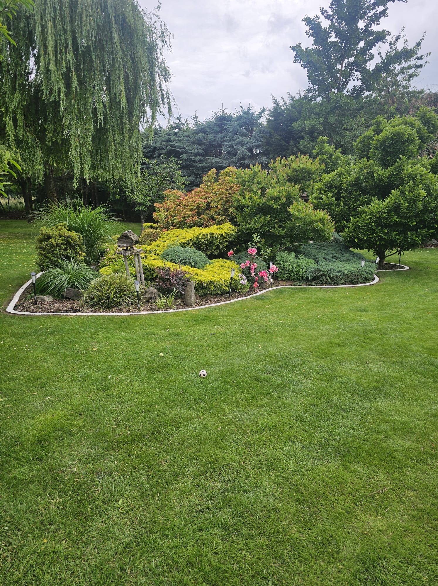 Aranżacja ogrodu z różnorodną roślinnością: drzewa iglaste, krzewy kwitnące, trawnik. Widoczne lampki solarne i piłka na trawie. Całość tworzy malowniczy krajobraz.