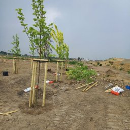 GREENLIS CEZARY LISOWSKI - Sadzenie drzew i krzew&oacute;w August&oacute;w
