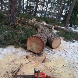 Wycinka drzew Augustów 4