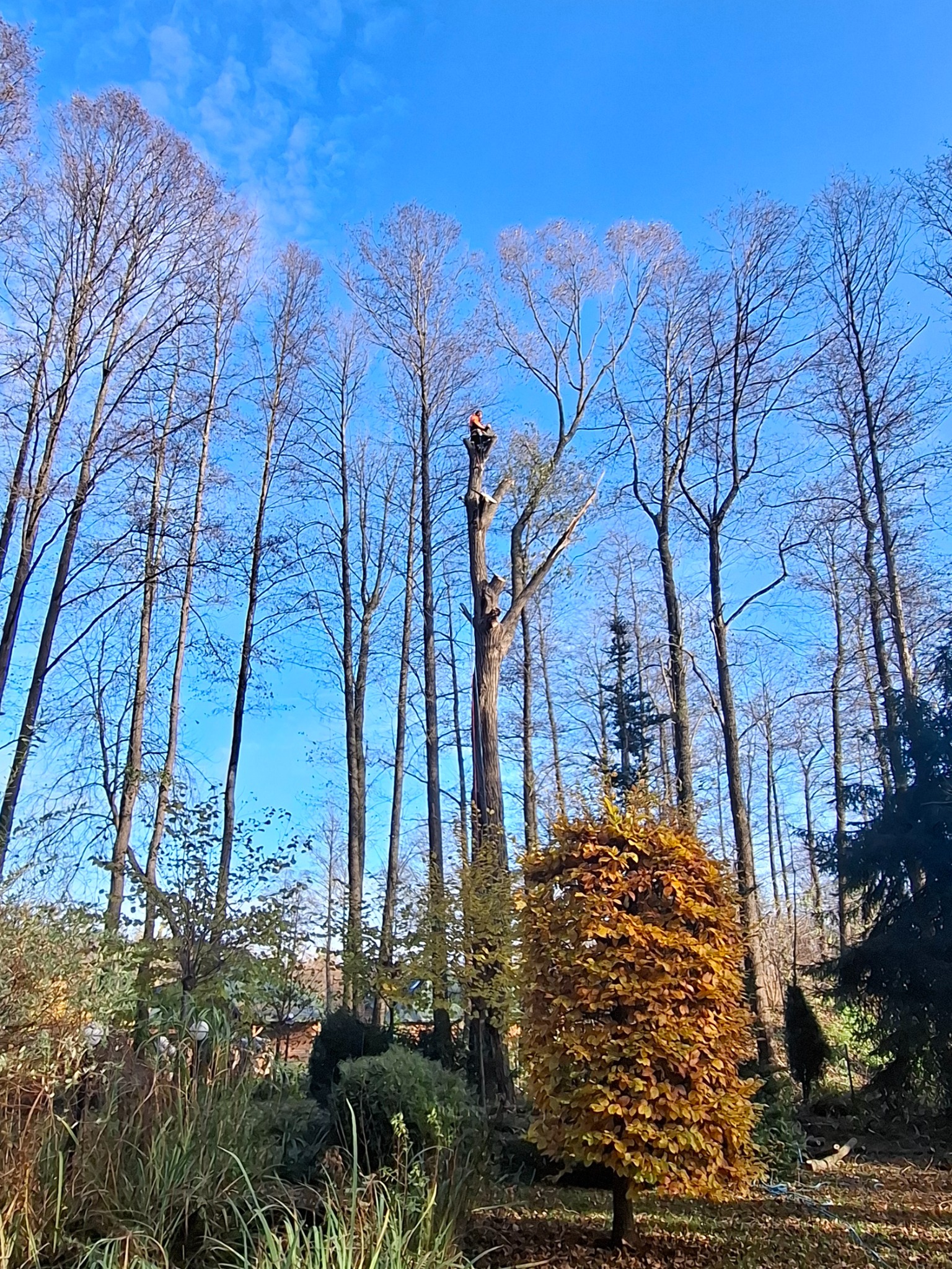 Arborysta w kasku, na wysokości, przycina wysokie drzewo w lesie. Błękitne niebo w tle. Jesienne barwy drzew i krzewów w dolnej części kadru.