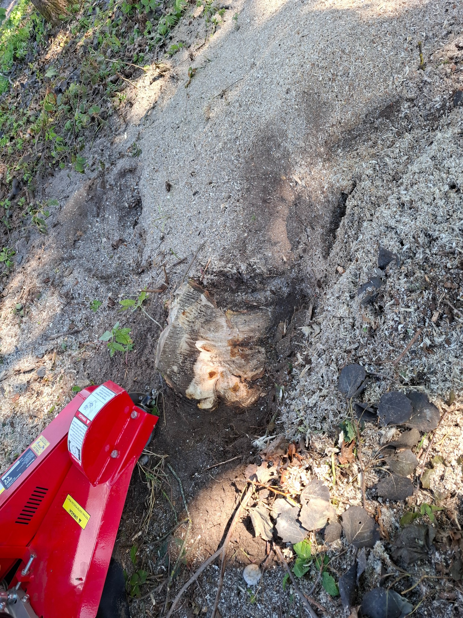 Świeżo frezowany pień drzewa z czerwoną frezarką do pni w pobliżu. Wokół pnia widoczne wióry i resztki po frezowaniu. Ujęcie z góry.