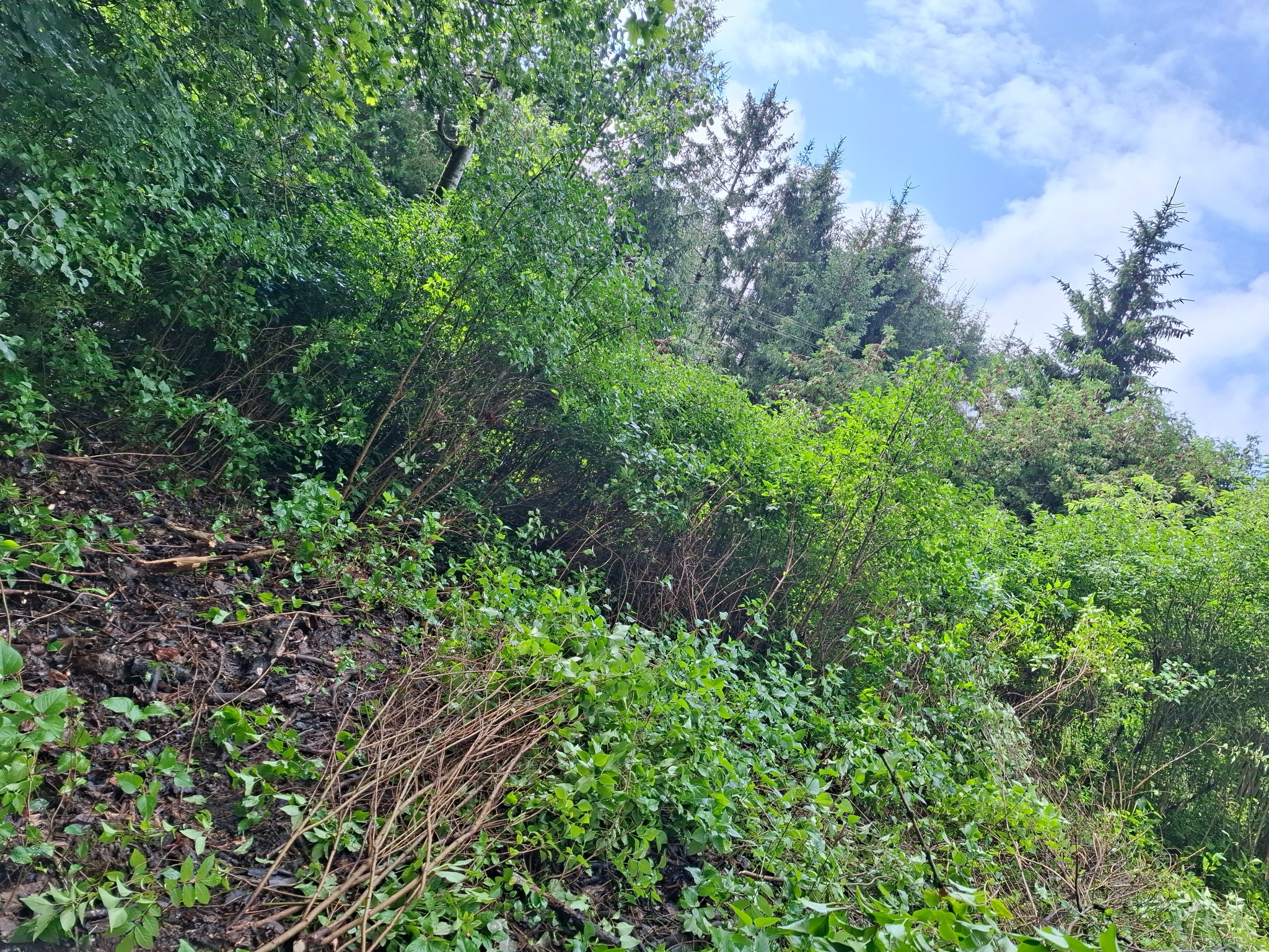 Zarośnięte zbocze z młodymi drzewami liściastymi i iglastymi pod błękitnym niebem z chmurami. Widoczne gałęzie i liście na pierwszym planie.