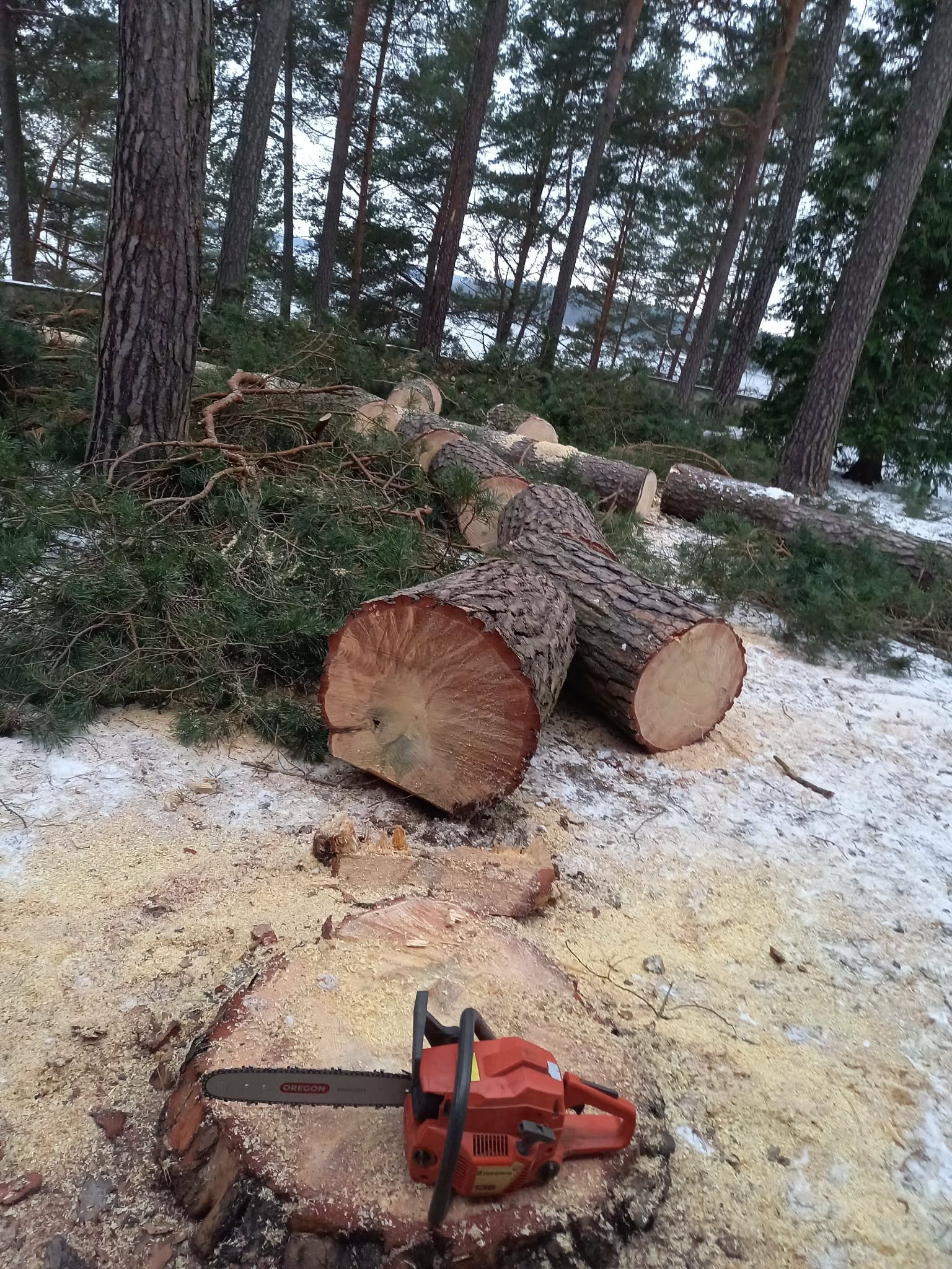 Ścięte pnie drzew iglastych w lesie, piła łańcuchowa na pniu, wióry, resztki gałęzi i śnieg. Widok z bliska na miejsce wycinki.