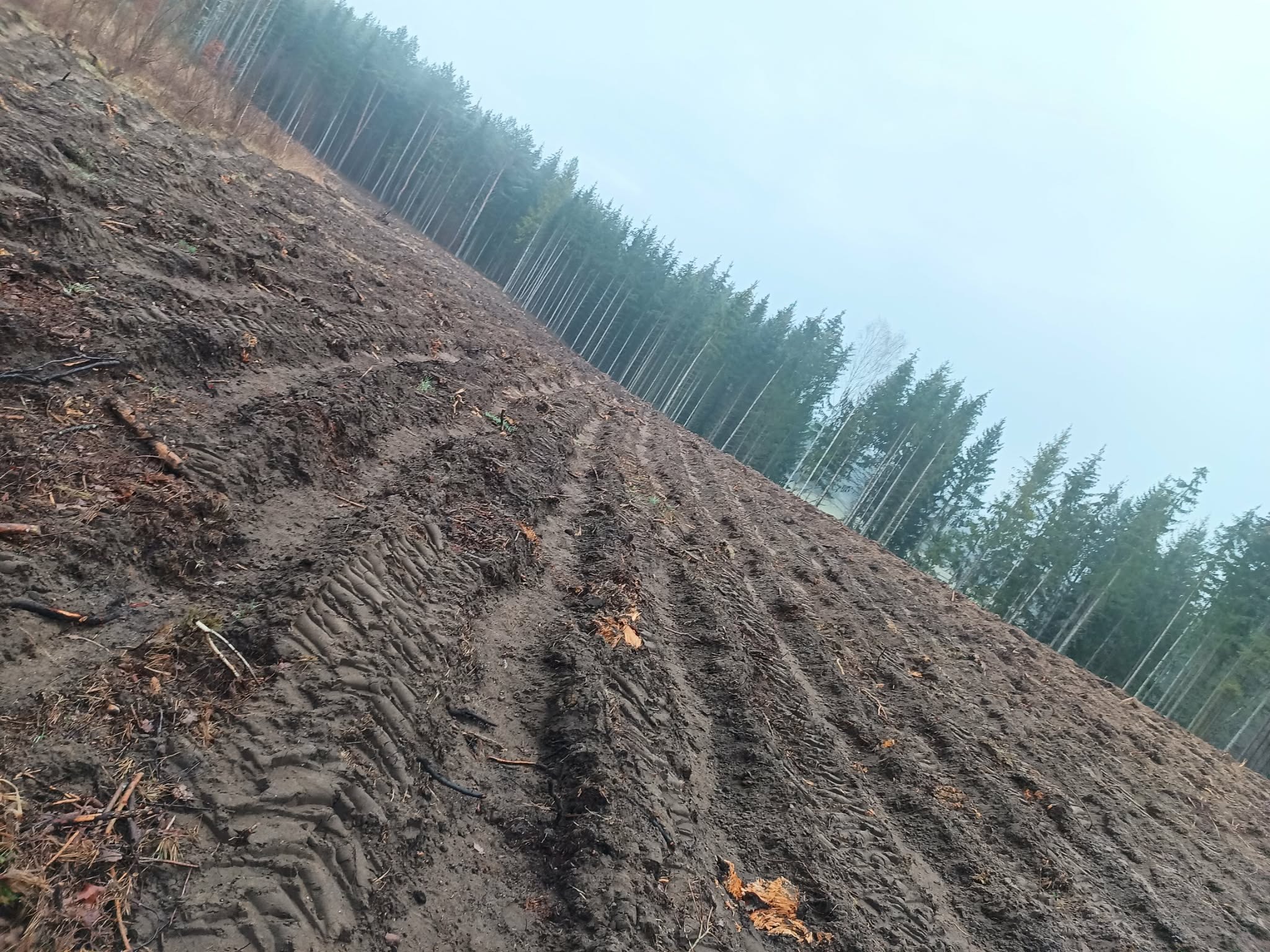Wykarczowany teren leśny z widocznymi śladami opon i pozostałościami po wycince, w tle wysokie drzewa iglaste i mglista atmosfera.