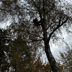 ArboBiel - Rewelacyjna Ścinka Drzew Świecie