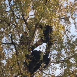 Wycinka drzew Michale 3