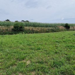 Wycinka drzew Nowe Miasto nad Wartą 1