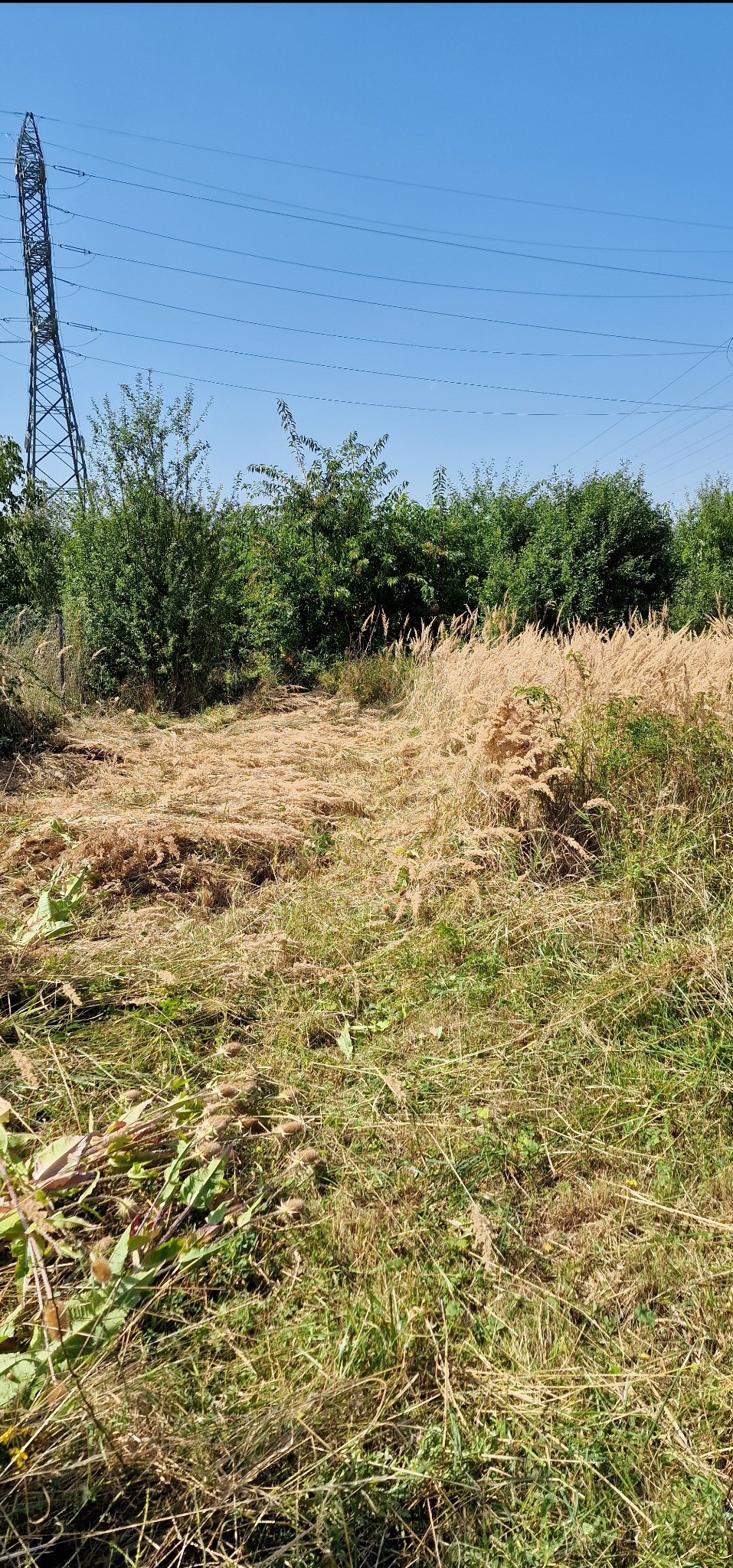 Trawa po koszeniu na działce z drzewami w tle i słupem wysokiego napięcia. Widoczne ślady po koszeniu trawy. Słoneczny dzień.