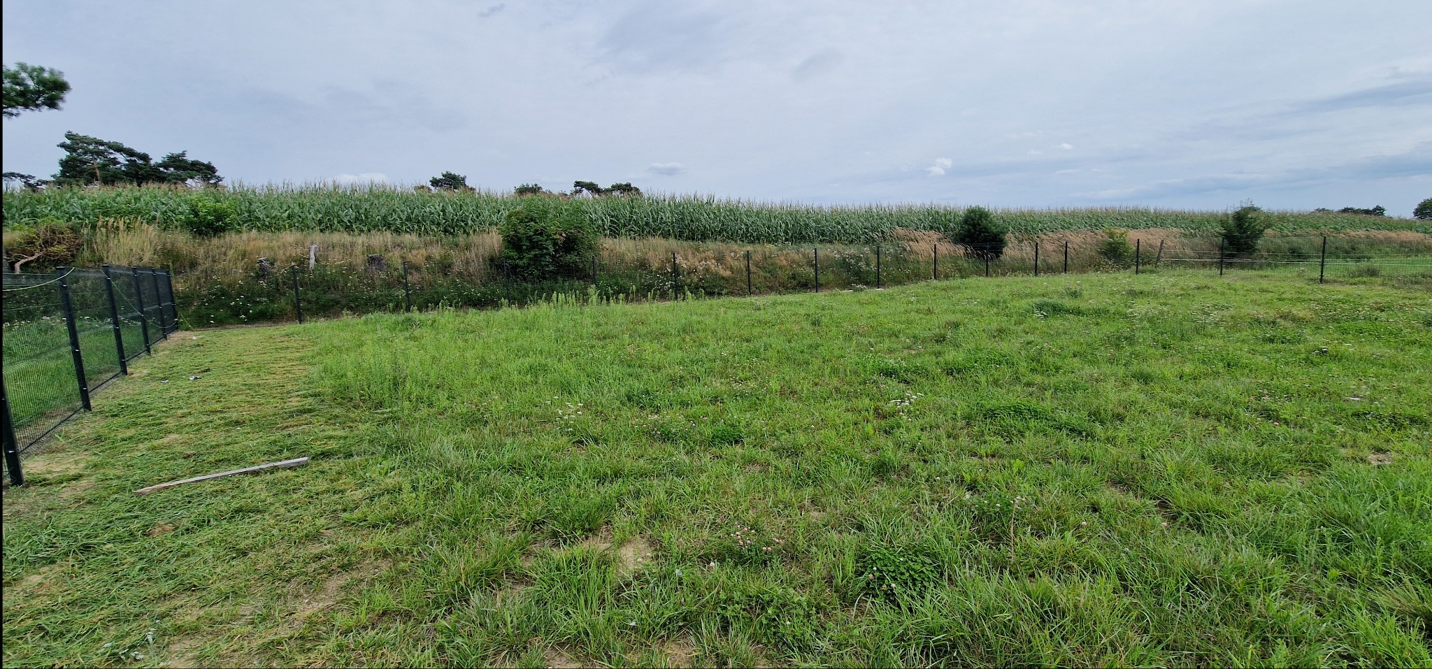 Świeżo skoszona trawa na rozległym terenie, widoczna linia ogrodzenia i pas zieleni z kukurydzą w tle, pochmurne niebo.