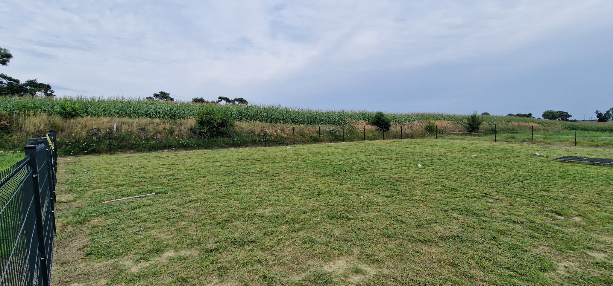 Świeżo skoszony trawnik z widoczną linią cięcia, otoczony zielenią i ogrodzeniem. W tle pole kukurydzy pod pochmurnym niebem.