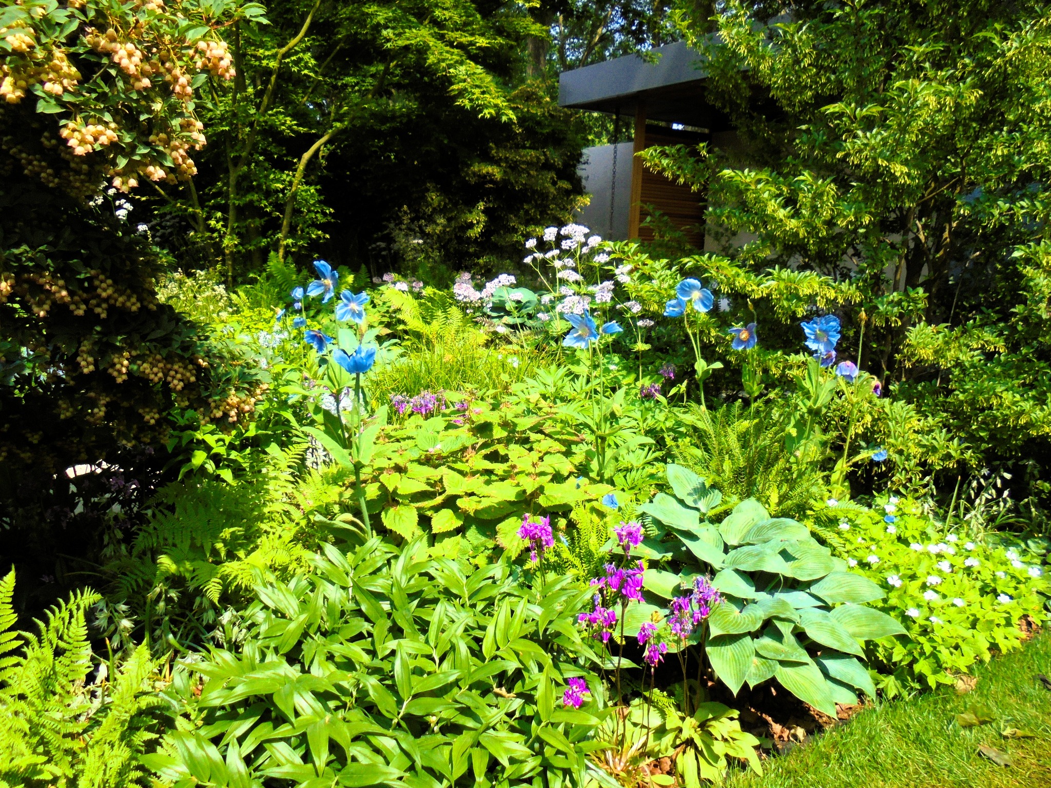 Bujny, zielony ogród z różnorodnymi roślinami, w tym niebieskimi makami himalajskimi i fioletowymi dzwonkami, z elementami architektury ogrodowej w tle.