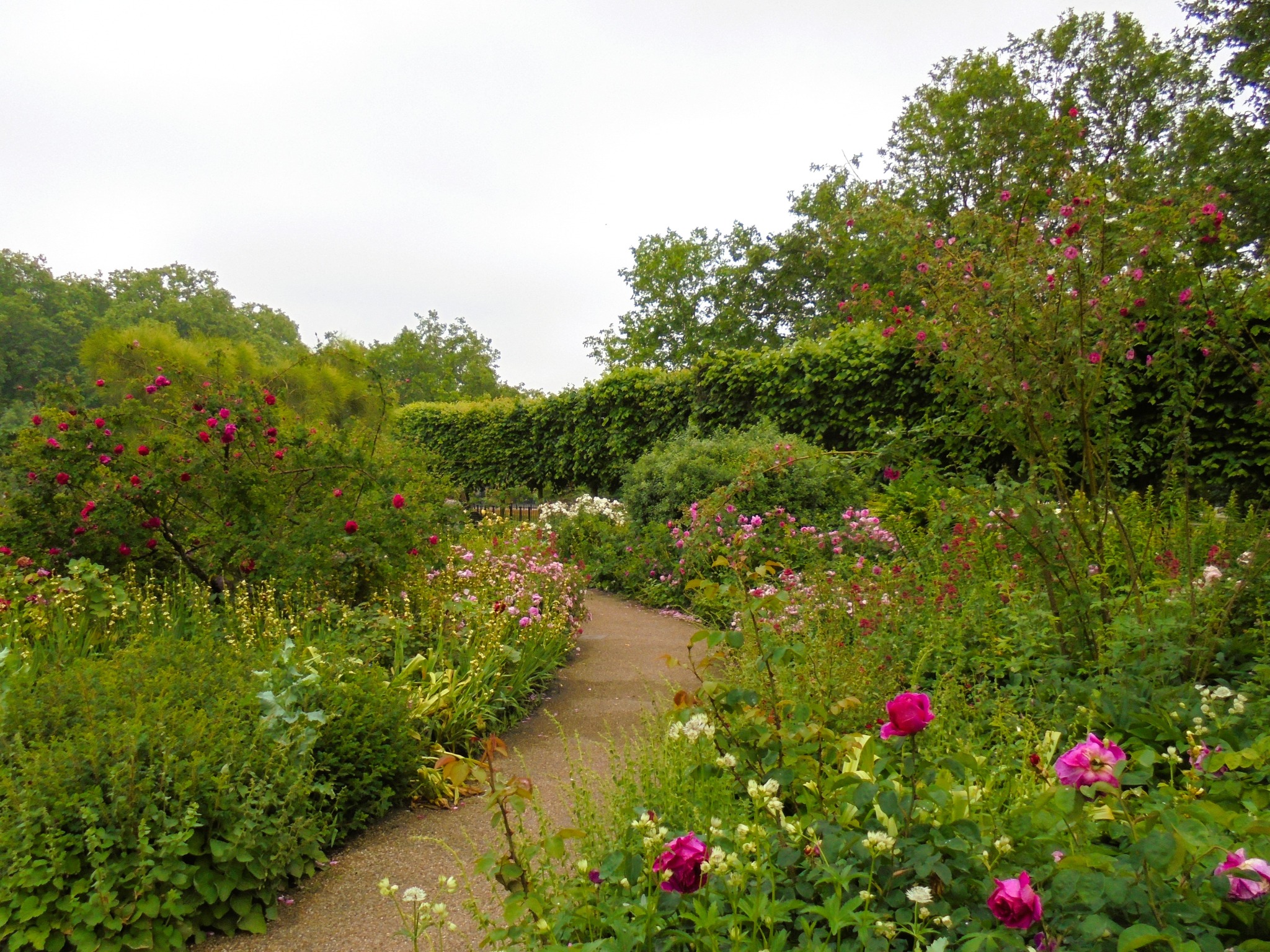 Kręta ścieżka przez bujny ogród z różnorodnymi kwiatami i krzewami. W tle żywopłot i drzewa. Kompozycja pełna zieleni i kolorowych akcentów kwiatowych.