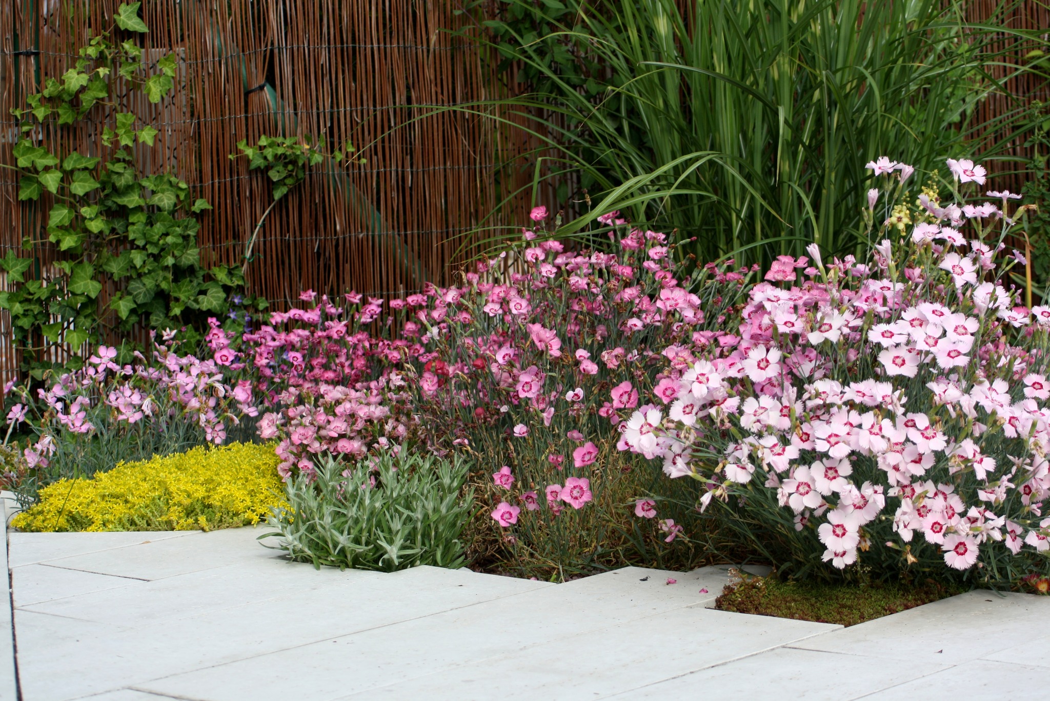 Kaskada różowych goździków na tle bambusowego płotu i trawy ozdobnej, oddzielona jasnymi płytami chodnikowymi. Elementy małego ogrodu.