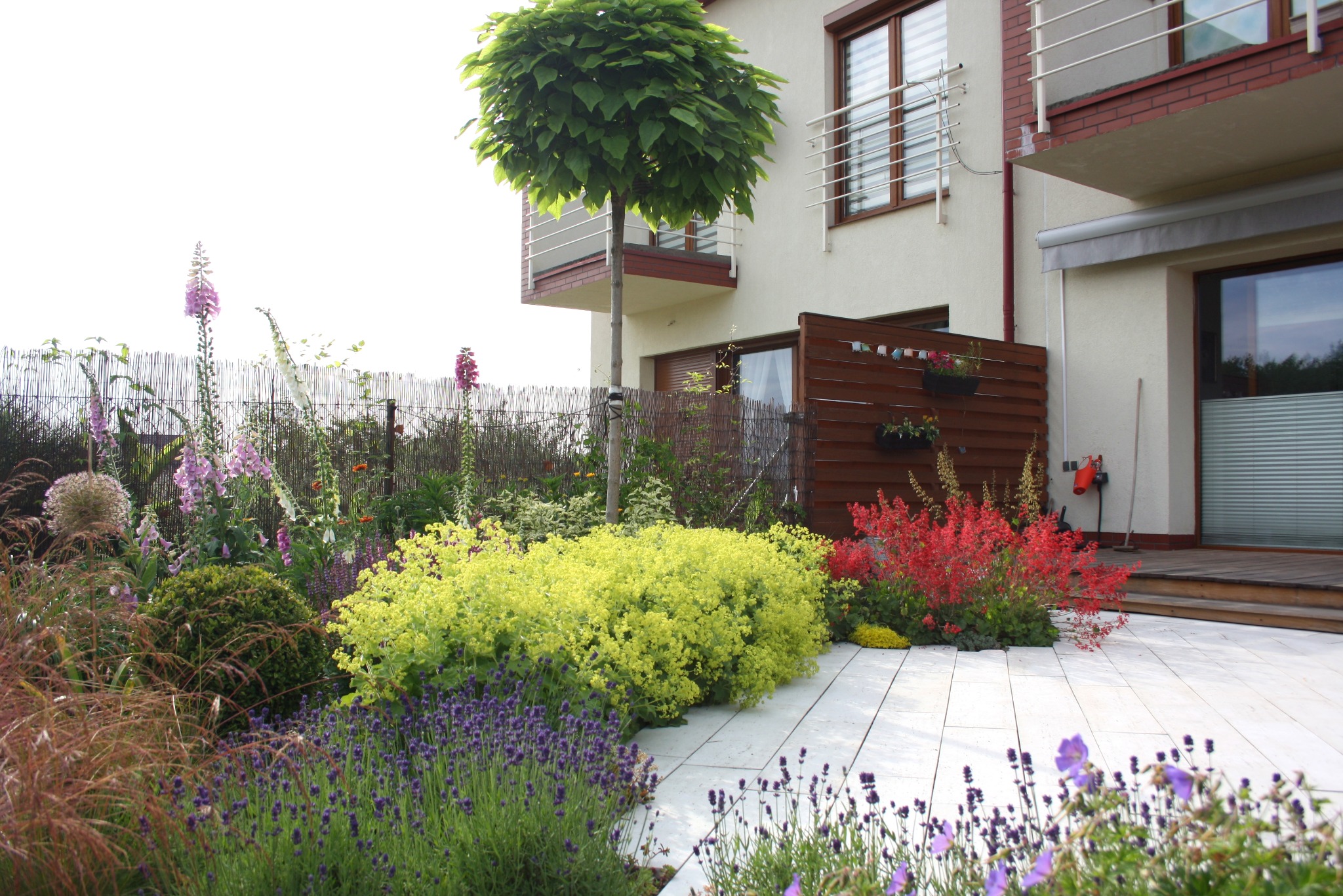 Ogród przydomowy z kwitnącymi rabatami, drzewem formowanym w kulę i jasną nawierzchnią z płyt. Widok na budynek z balkonem i drewnianym ogrodzeniem.