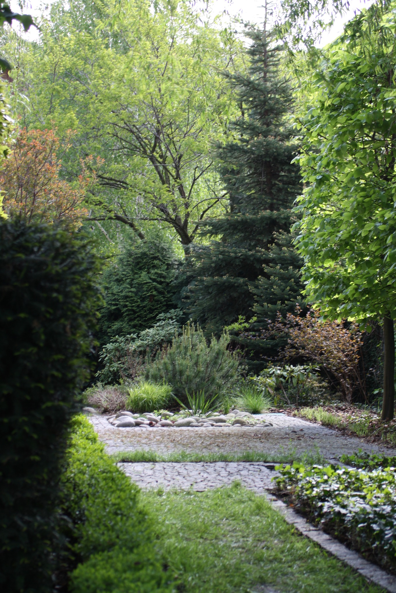 Urokliwy ogród z kamienną ścieżką i bujną zielenią, w tle wysoka choinka i drzewa liściaste. Kompozycja roślin tworzy naturalny, relaksujący krajobraz.