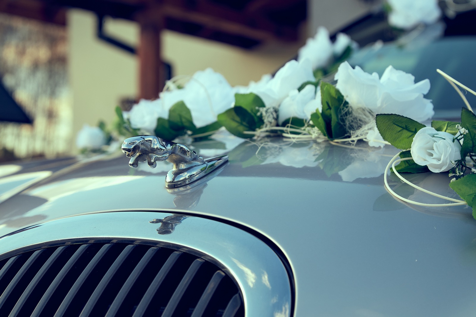 Dekoracja z białych róż na masce samochodu Jaguar, zbliżenie na chromowaną figurkę jaguara. Detal dekoracji ślubnej.