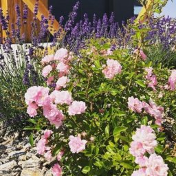 Usługi ogrodnicze - Urządzanie Ogrod&oacute;w Rabka-Zdr&oacute;j