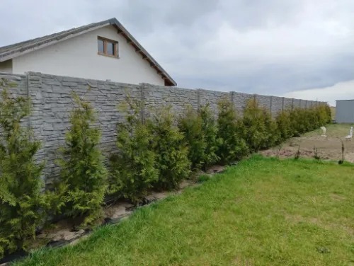 Długi, szary mur z paneli imitujących kamień, obsadzony tujami, oddziela posesję. W tle dom z jasną elewacją i szarym dachem. Pochmurne niebo.