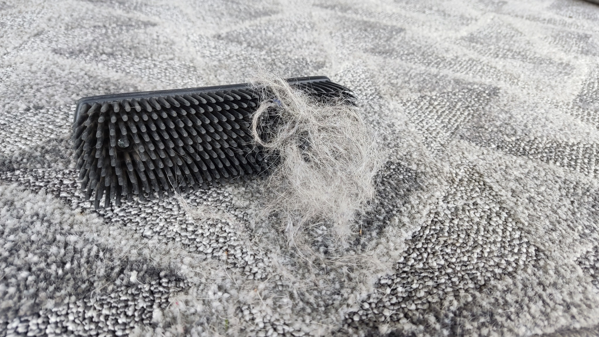Szczotka do czyszczenia dywanów z zebranymi włosami i brudem na tle dywanu o szarej teksturze. Widoczne włosy i włókna usunięte z dywanu.