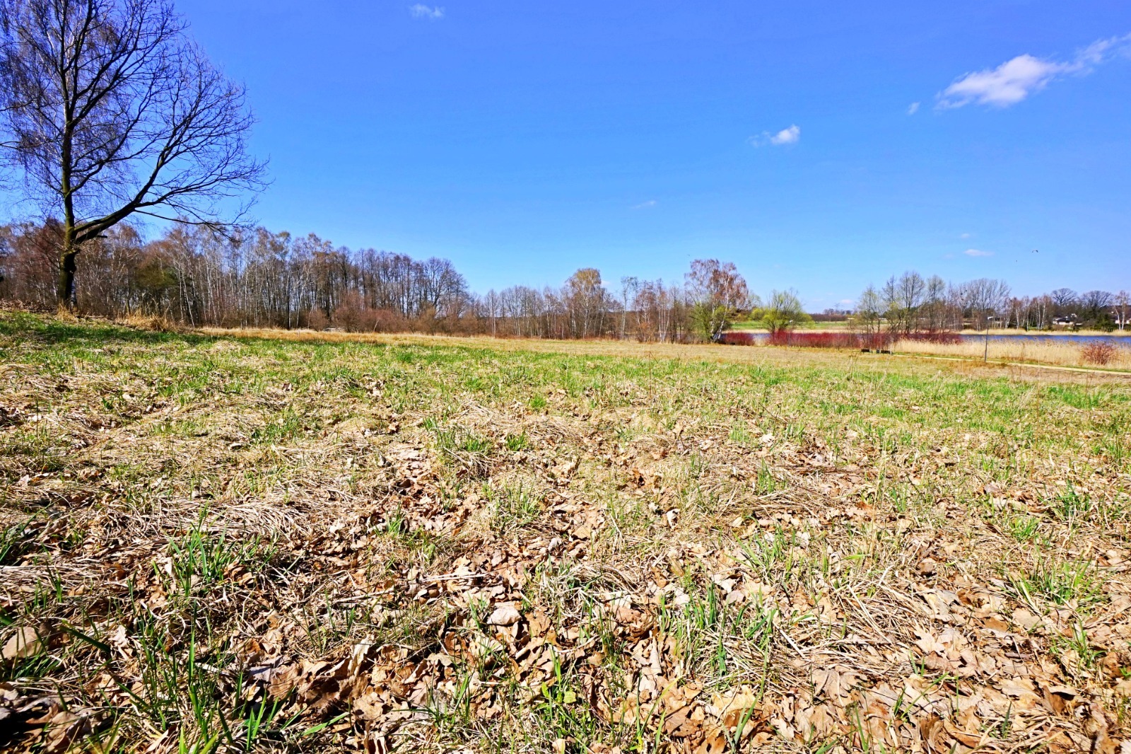 Rozległe pole z suchą trawą i liśćmi, w tle drzewa i błękitne niebo. Krajobraz sugeruje potencjał inwestycyjny terenu.
