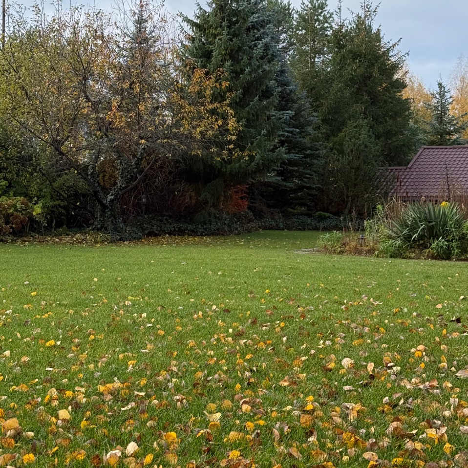 trawa z rolki augustów