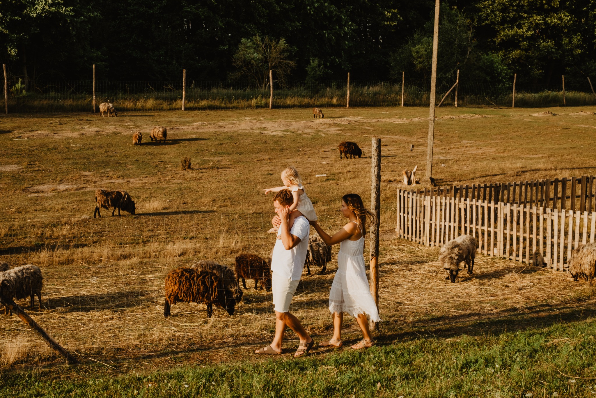 Rodzinna sesja w plenerze: rodzice w bieli spacerują po pastwisku z owcami, córka na ramionach ojca wskazuje palcem. Ciepłe, naturalne światło.