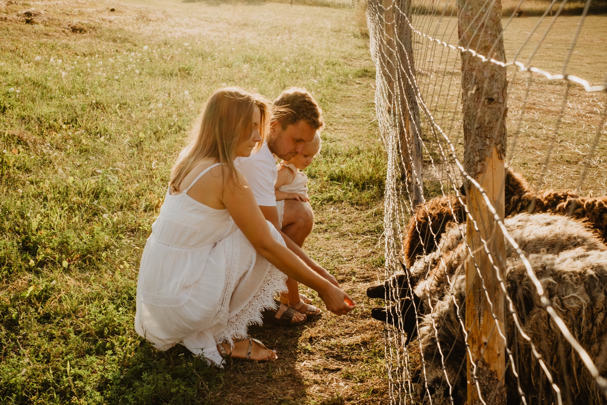 Rodzina karmiąca owce przez siatkę ogrodzenia na tle łąki w ciepłym, naturalnym świetle. Mama w białej sukience, tata i dziecko w jasnych ubraniach.