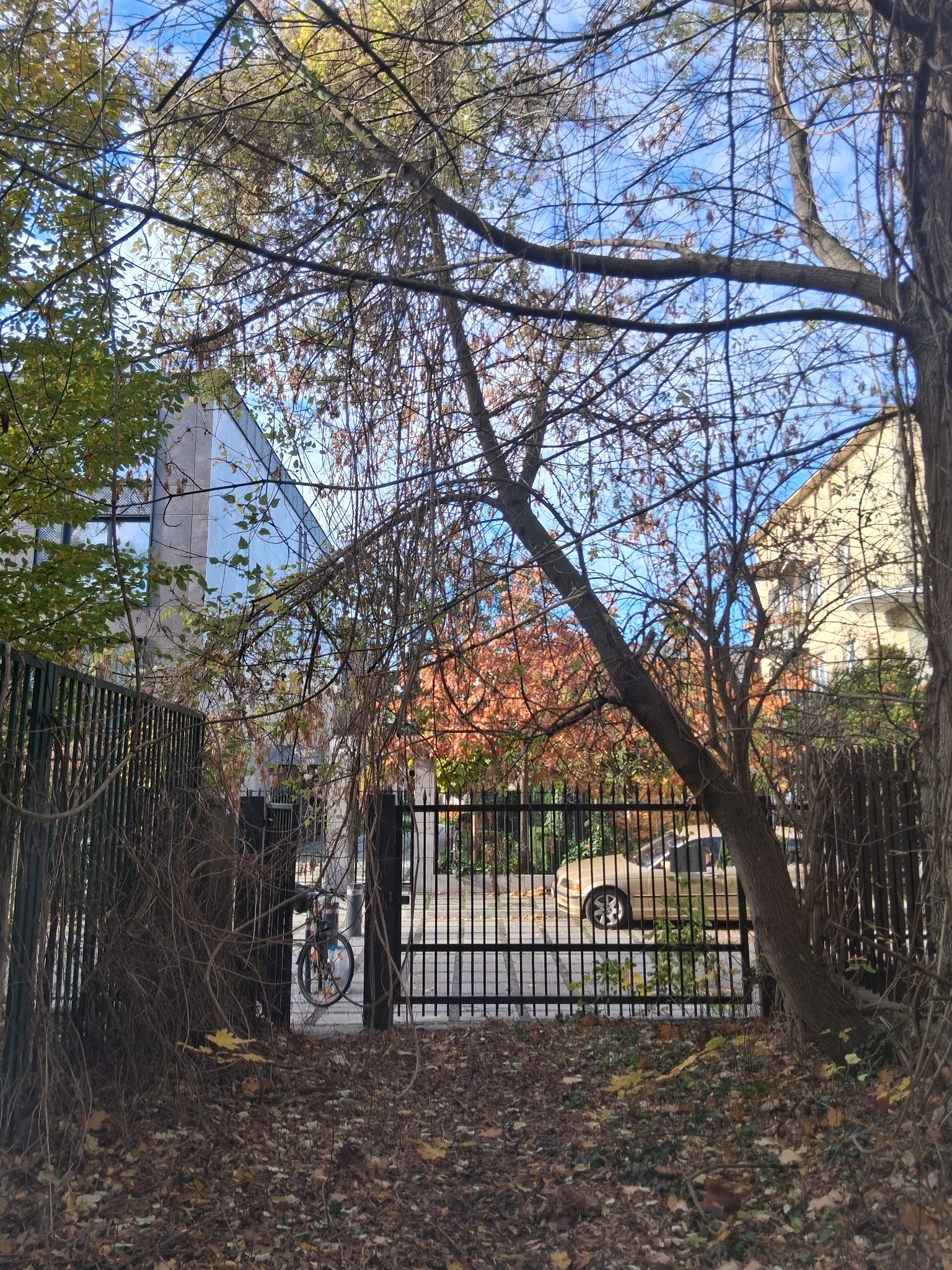 Dzewa zagradzające wjazd