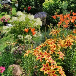 Wycinka drzew Warszawa 3