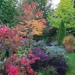 Wycinka drzew Warszawa 2