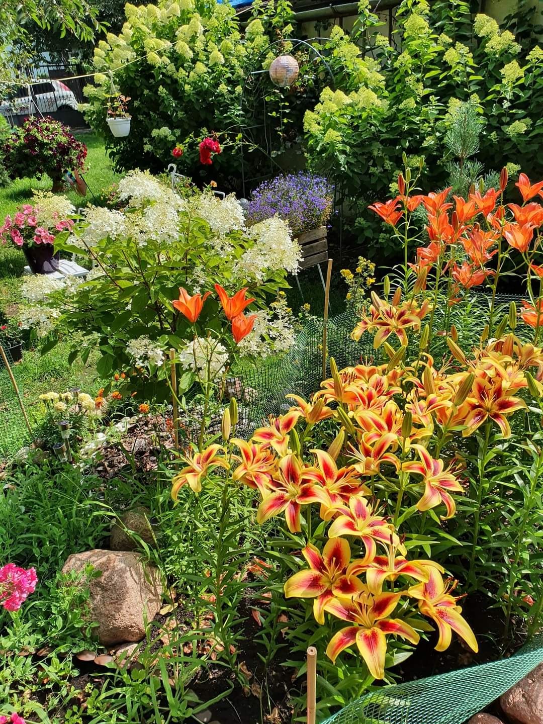 Bujny ogród z kwitnącymi liliami w odcieniach żółci i pomarańczy, hortensjami i innymi roślinami, tworzący kolorową kompozycję. Widoczne kamienie i elementy dekoracyjne.