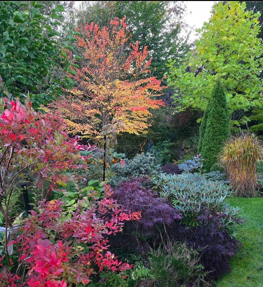 Jesienny ogród z drzewami o barwnych liściach: czerwonych, żółtych i zielonych. Różnorodność roślin, krzewów i traw tworzy malowniczy krajobraz.