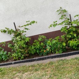 TechBud Duo - Rabata kwiatowa z obrzeżem z kostki przy ścianie domu. Widoczne rośliny, ziemia i trawa. W tle fragment roweru.