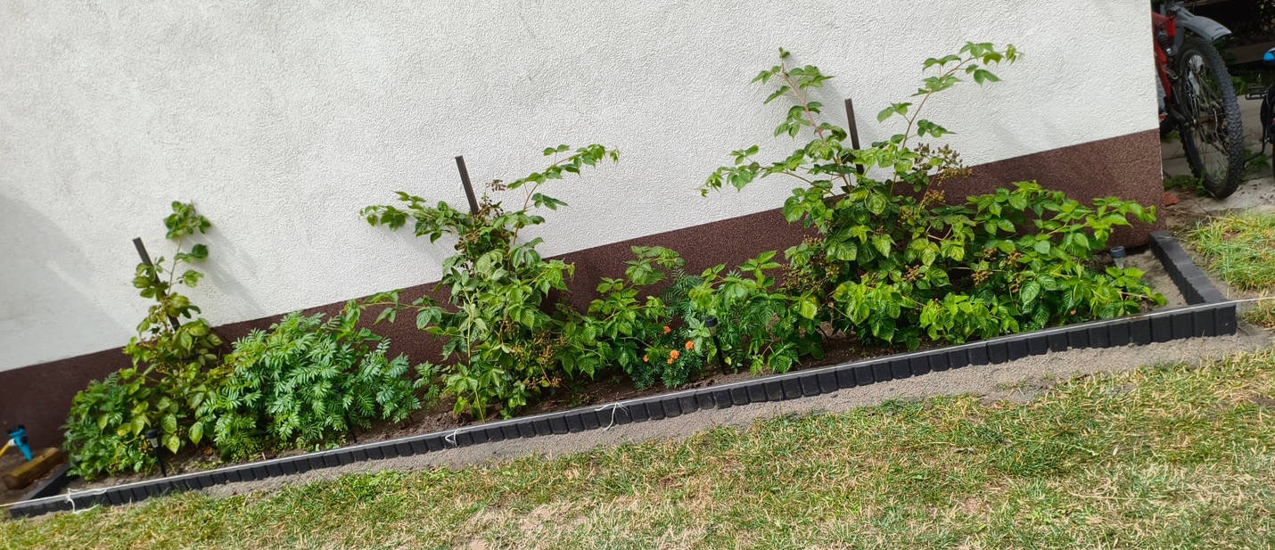 Rabata kwiatowa z obrzeżem z kostki przy ścianie domu. Widoczne rośliny, ziemia i trawa. W tle fragment roweru.