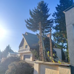 TRZYNASTKA ADRIAN SZCZECHOWSKI - Dwa pnie po wycince drzew iglastych, z drabiną opartą o jeden z nich. W tle dom z garażem i sterta gałęzi. Błękitne niebo i słońce w lewym górnym rogu.