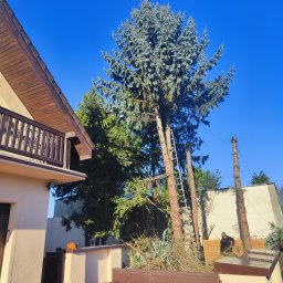 Wycinka drzew Wałcz 3