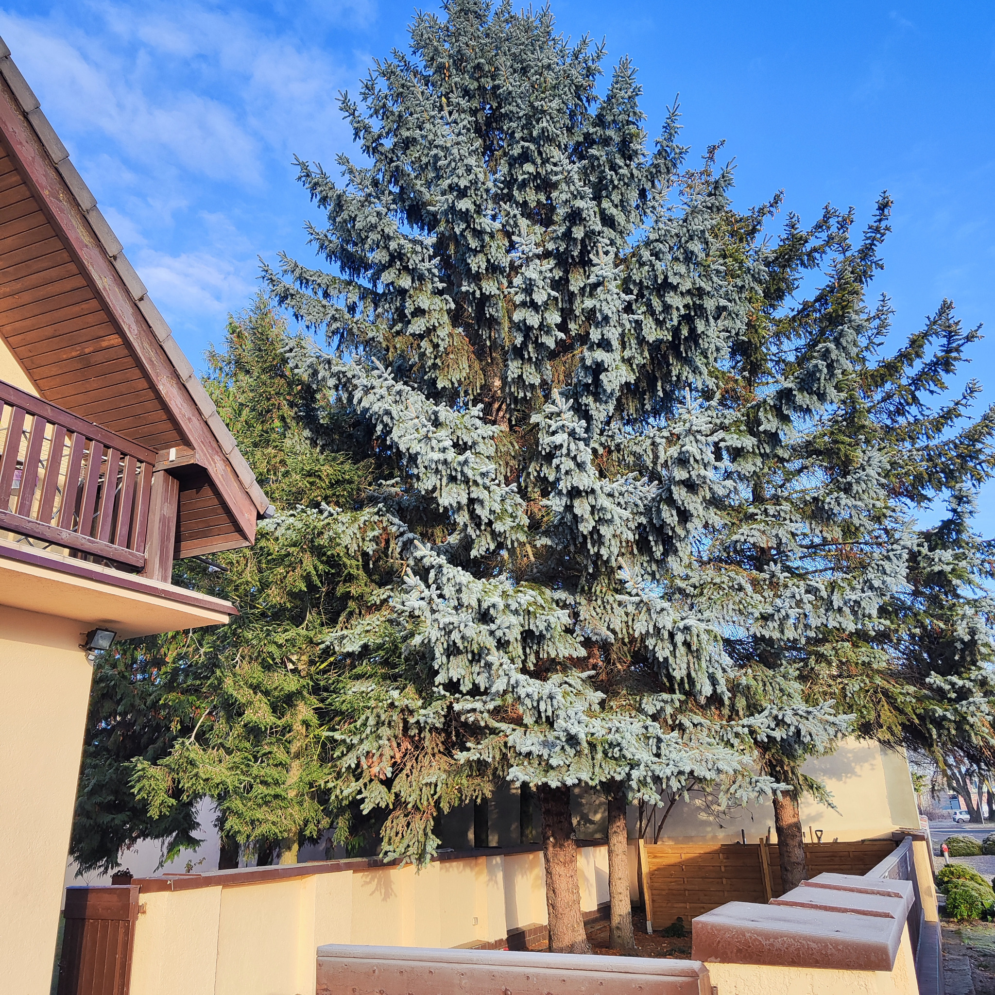 Duża, srebrzysta jodła rosnąca blisko domu z balkonem, na tle błękitnego nieba. Widoczne narzędzia ogrodnicze za ogrodzeniem. Słoneczny dzień.