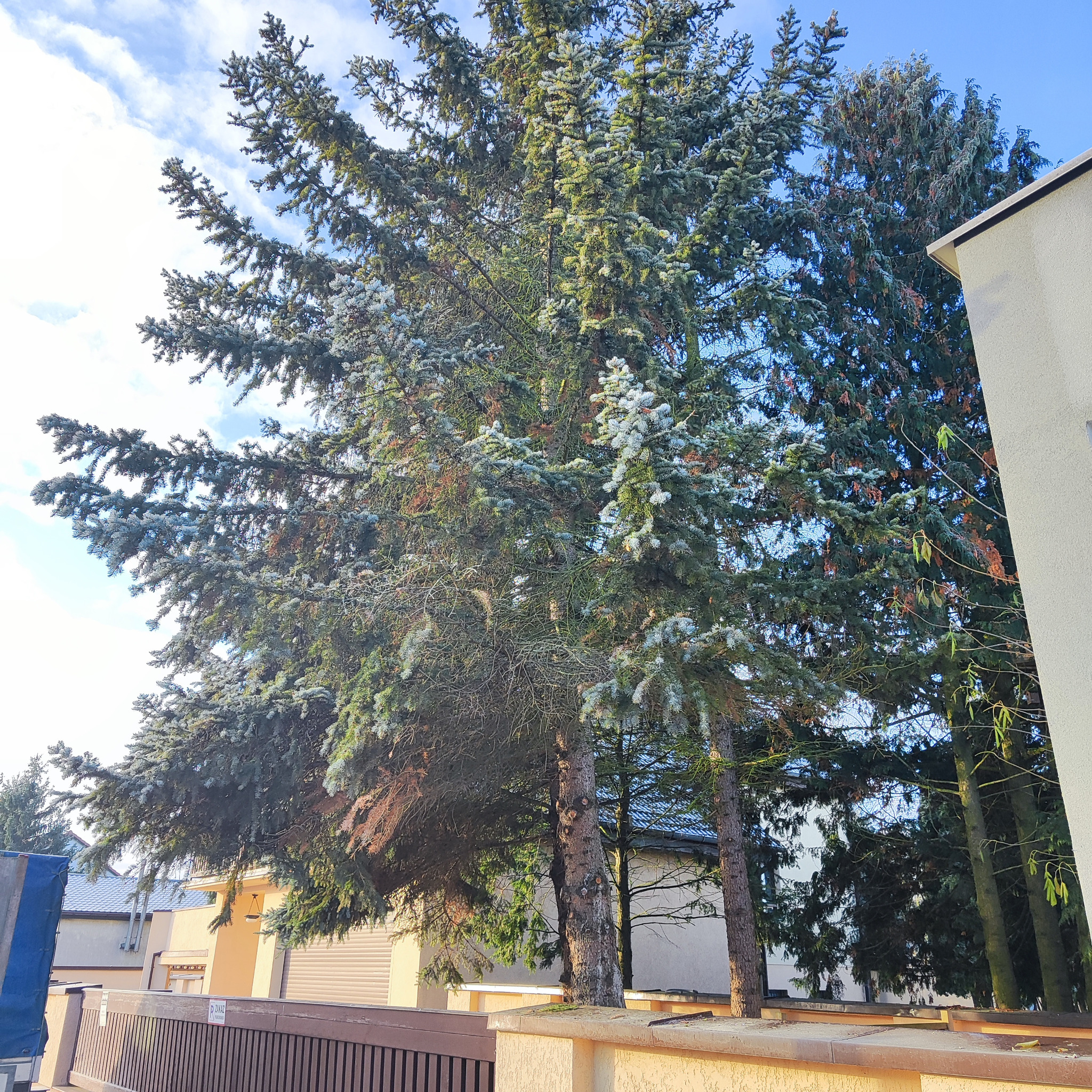 Rozłożysta, srebrzysta jodła w ogrodzie, widoczna zza ogrodzenia. Błękitne niebo z chmurami w tle. Fragment budynku po prawej stronie kadru.