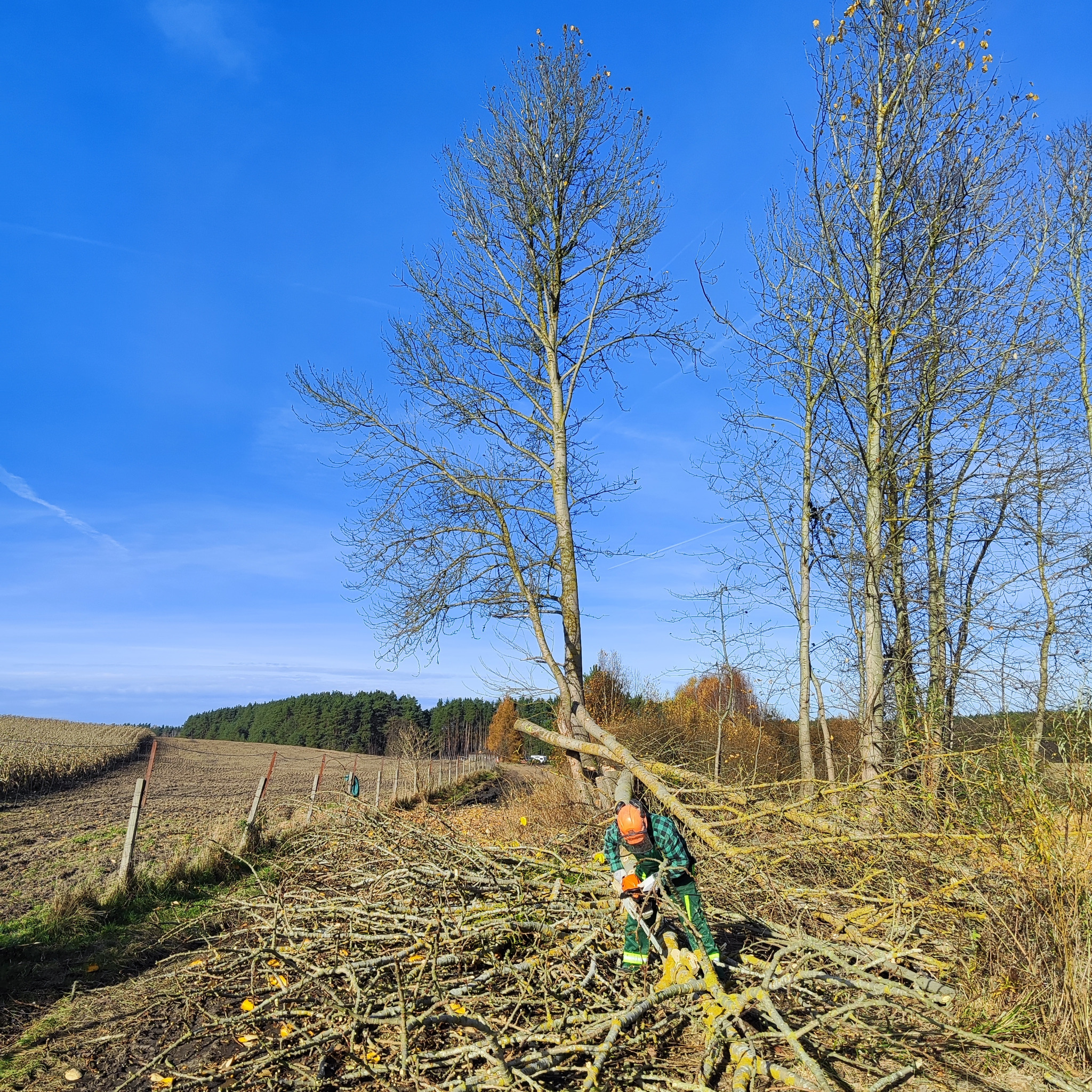 Pracownik w zielonym kombinezonie tnie gałęzie piłą spalinową na tle błękitnego nieba i drzew bez liści. Widoczne ścięte pnie i pole w oddali.