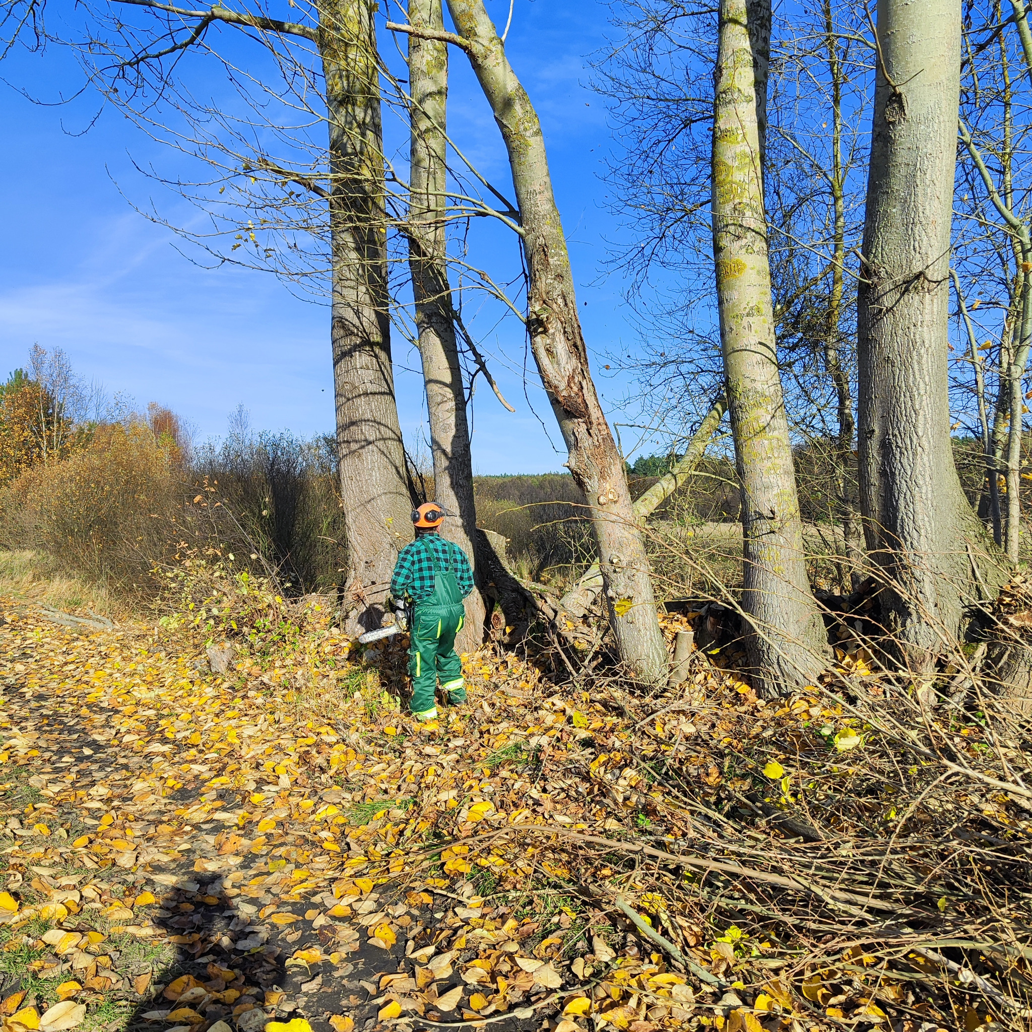 Pracownik w zielonym kombinezonie i kasku tnie drzewo piłą spalinową. Wokół leżą ścięte gałęzie i żółte liście. Błękitne niebo w tle.