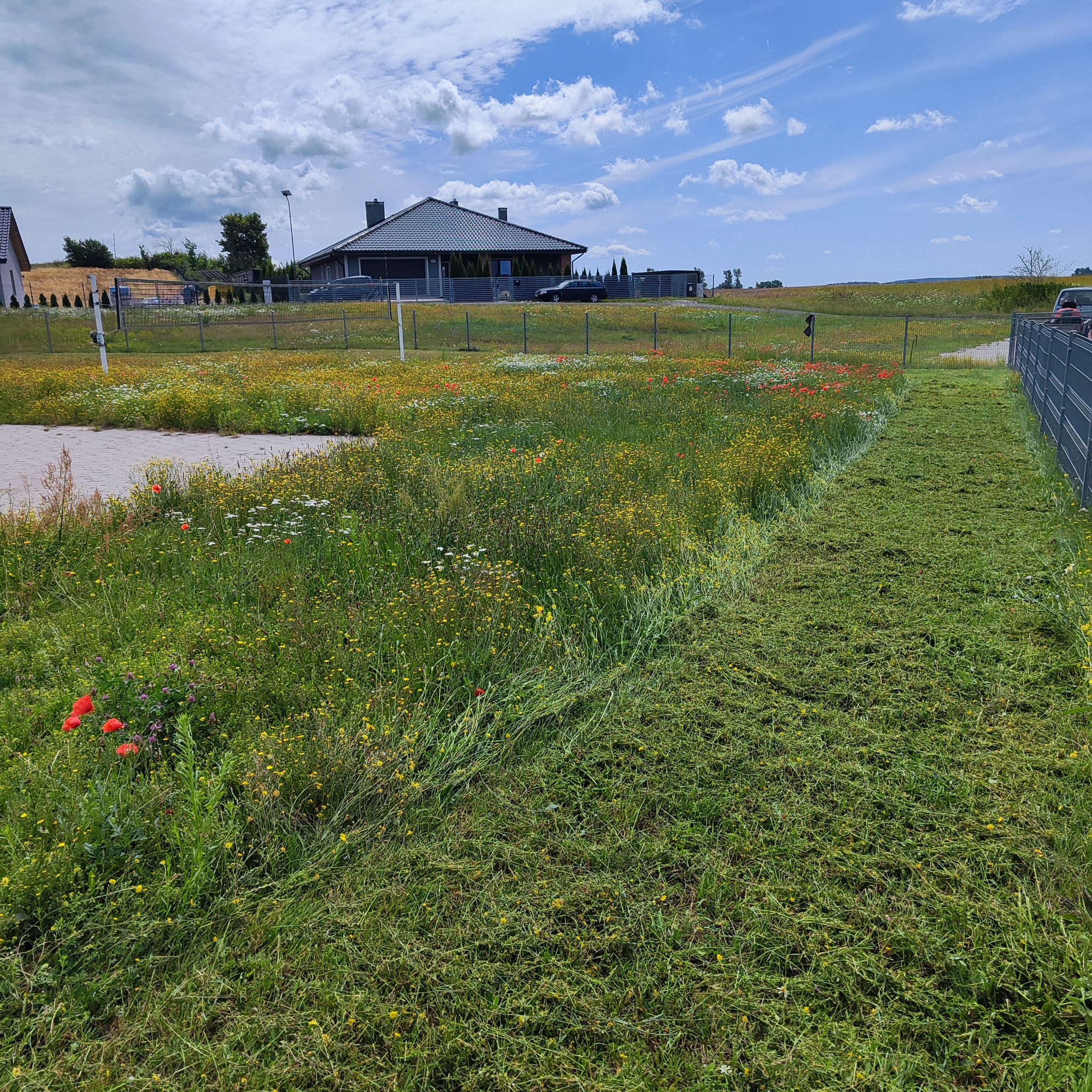 Świeżo skoszony pas trawy w Wałczu, kontrastujący z łąką pełną polnych kwiatów. Widoczny dom w tle i fragment ogrodzenia. Słoneczny dzień.