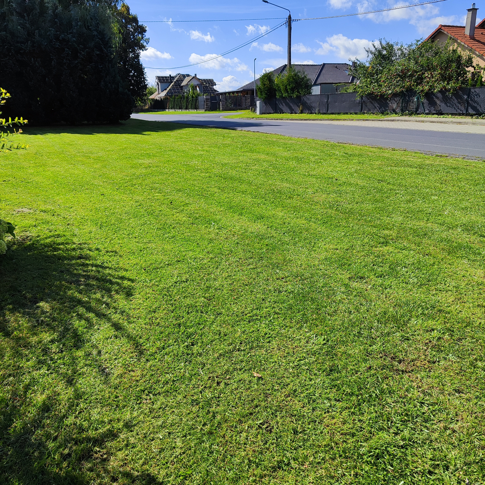 Soczysta, zielona trawa na posesji, widok z poziomu gruntu. W tle domy jednorodzinne i ulica. Cień drzewa w lewym dolnym rogu dodaje głębi.