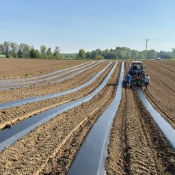 AGRIMPEX SPÓŁKA Z OGRANICZONĄ ODPOWIEDZIALNOŚCIĄ - Traktor z pracownikami rozkłada folię ściółkującą na polu uprawnym w słoneczny dzień. W tle widoczne drzewa i inne maszyny rolnicze.