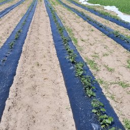 AGRIMPEX SPÓŁKA Z OGRANICZONĄ ODPOWIEDZIALNOŚCIĄ - Rzędy upraw z włókniną przeciw chwastom na polu uprawnym. W tle zieleń drzew. Włóknina rozłożona mechanicznie. Perspektywa z dołu.